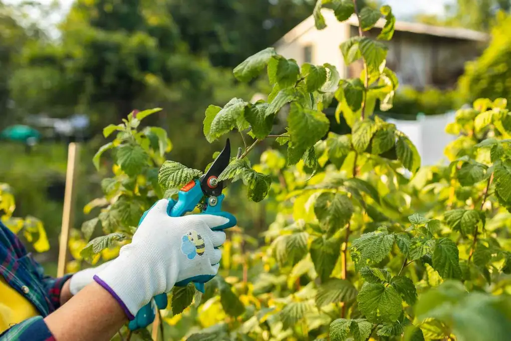 Gartenpflege & Grünschnitt – Die Gärtner Profis